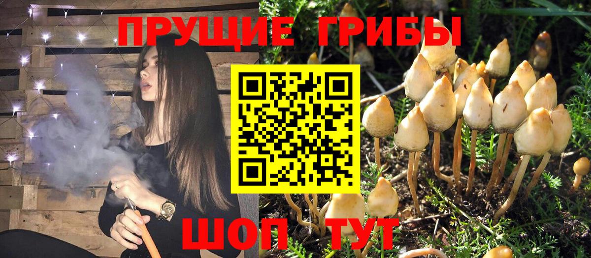 Псилоцибиновые грибы Cubensis Сердобск